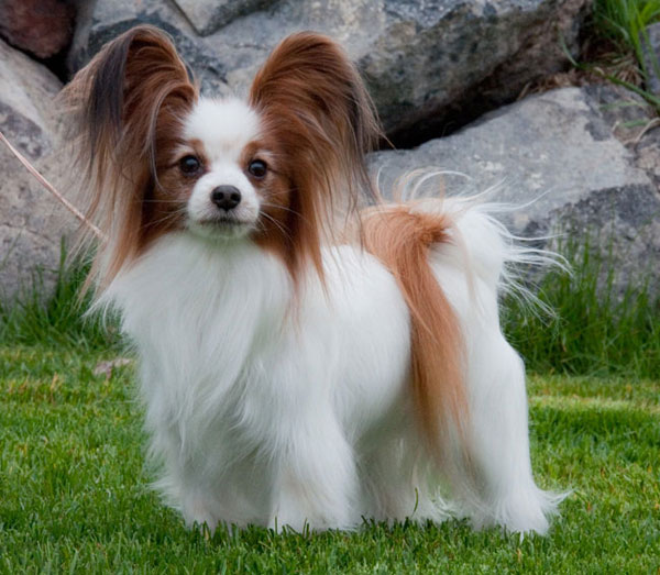 CH Titian's Gone With The Win, Winnie, Pictured at 9 years CH Titian's Gone With The Win, Winnie, Pictured at 9 years