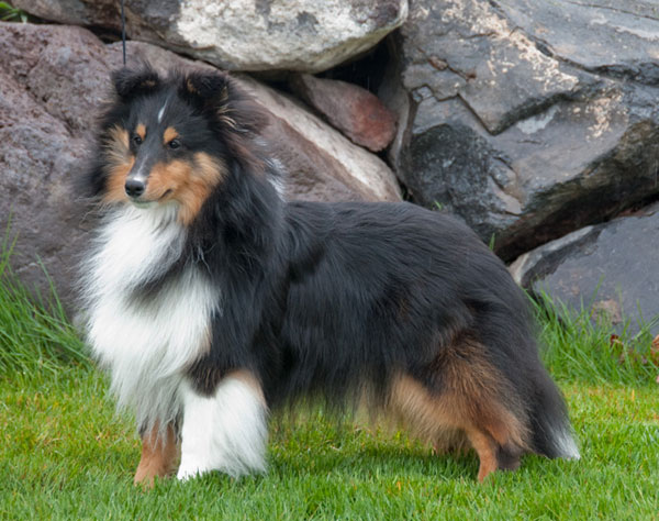 Autumn Dark Shadows, Collin, Pictured at 1 year Autumn Dark Shadows, Collin, Pictured at 1 year