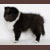 Autumn Knight Rider, Kitt, Pictured at 2 months