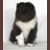 Autumn Knight Rider, Kitt, Pictured at 2 months