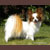 CH Titian's Gone With Win, Winnie, Pictured at 7 years