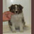 Autumn Ice Castles, Robbie, Pictured at 2 months