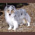 Weathermans Ice Storm, Crystal, Pictured at 5 years