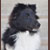 Autumn Knight Rider, Kitt, Pictured at 6 months