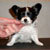 Autumn Music of The Night, Lyric, Pictured at 2 months