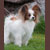 CH Titian's Gone With The Win, Winnie, Pictured at 9 years