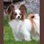 CH Titian's Gone With The Win, Winnie, Pictured at 9 years