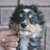 Autumn Dark Shadows, Collin, Pictured at 2 months