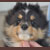 Autumn Dark Shadows, Collin, Pictured at 3 months