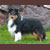 Autumn Dark Shadows, Collin, Pictured at 1 year