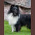 Autumn Knight Rider, Kitt, Pictured at 1 year