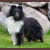 Autumn Knight Rider, Kitt, Pictured at 1 year
