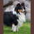 Autumn Midnight Jasmine, Jasmine, Pictured at 1 year