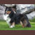 Autumn Midnight Jasmine, Jasmine, Pictured at 1 year