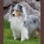 Weathermans Ice Storm, Crystal, Pictured at 8 years
