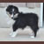 Autumn Midnight Jasmine, Jasmine, Pictured at 3 months